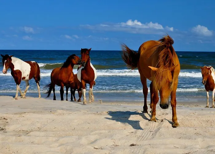 Surfside 84 Ocean City